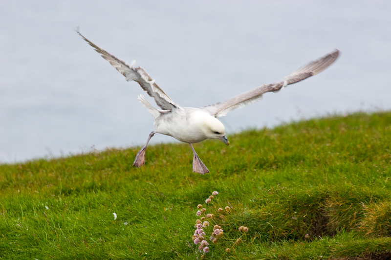 Northern Fulmar In Flight